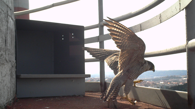 Sokolíci každým dnem sílí: sledujte je spolu s námi